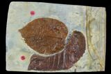 Two Fossil Leaves (Davidia, Beringiaphyllum) - Montana #106260-1